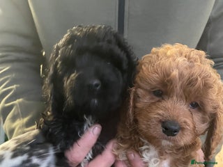 Cockapoo dogs Beautiful toy cockapoo - Advert 4