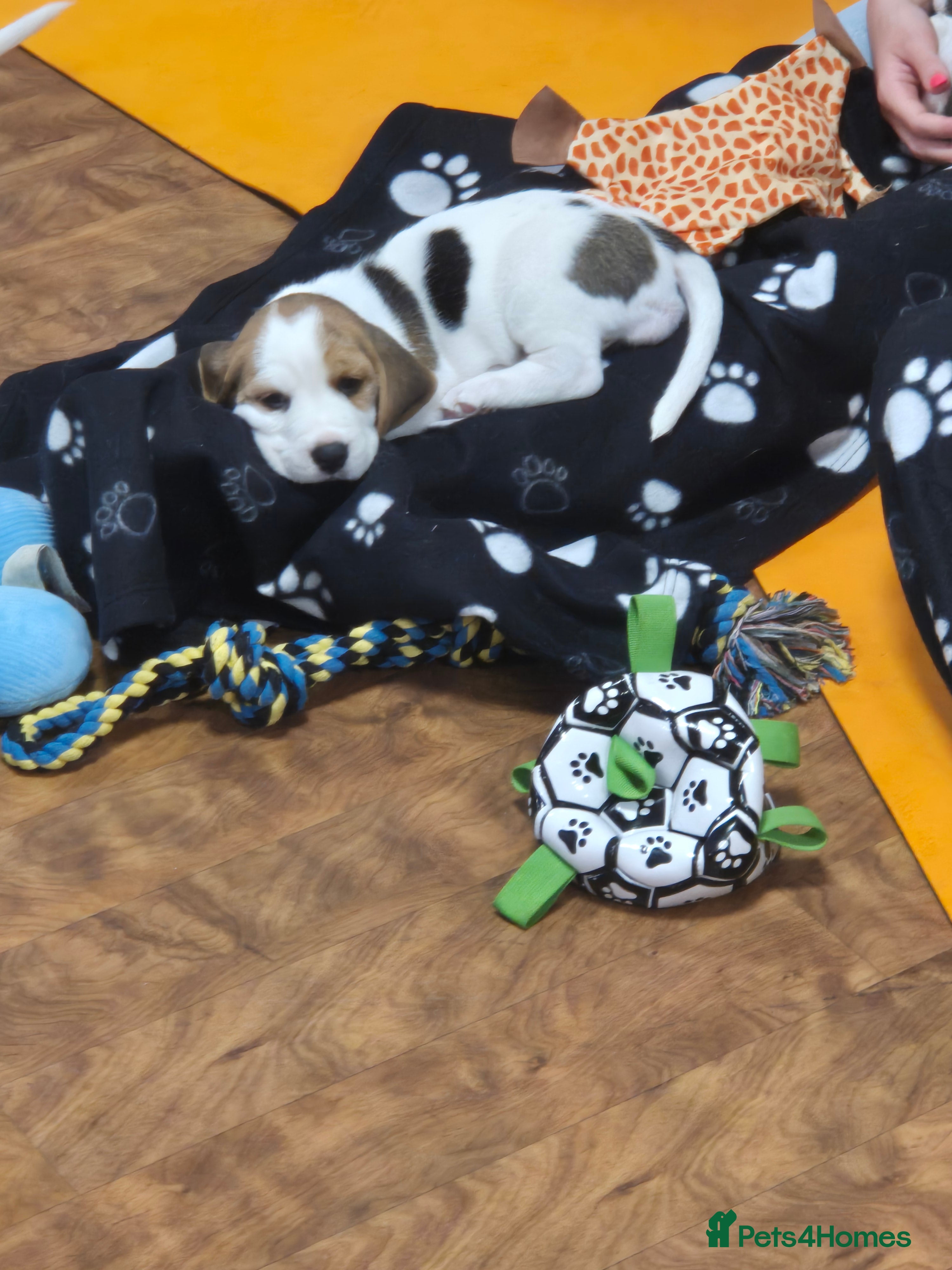 Beagle dogs Kc registered champion show line beagle puppies  - Advert 2