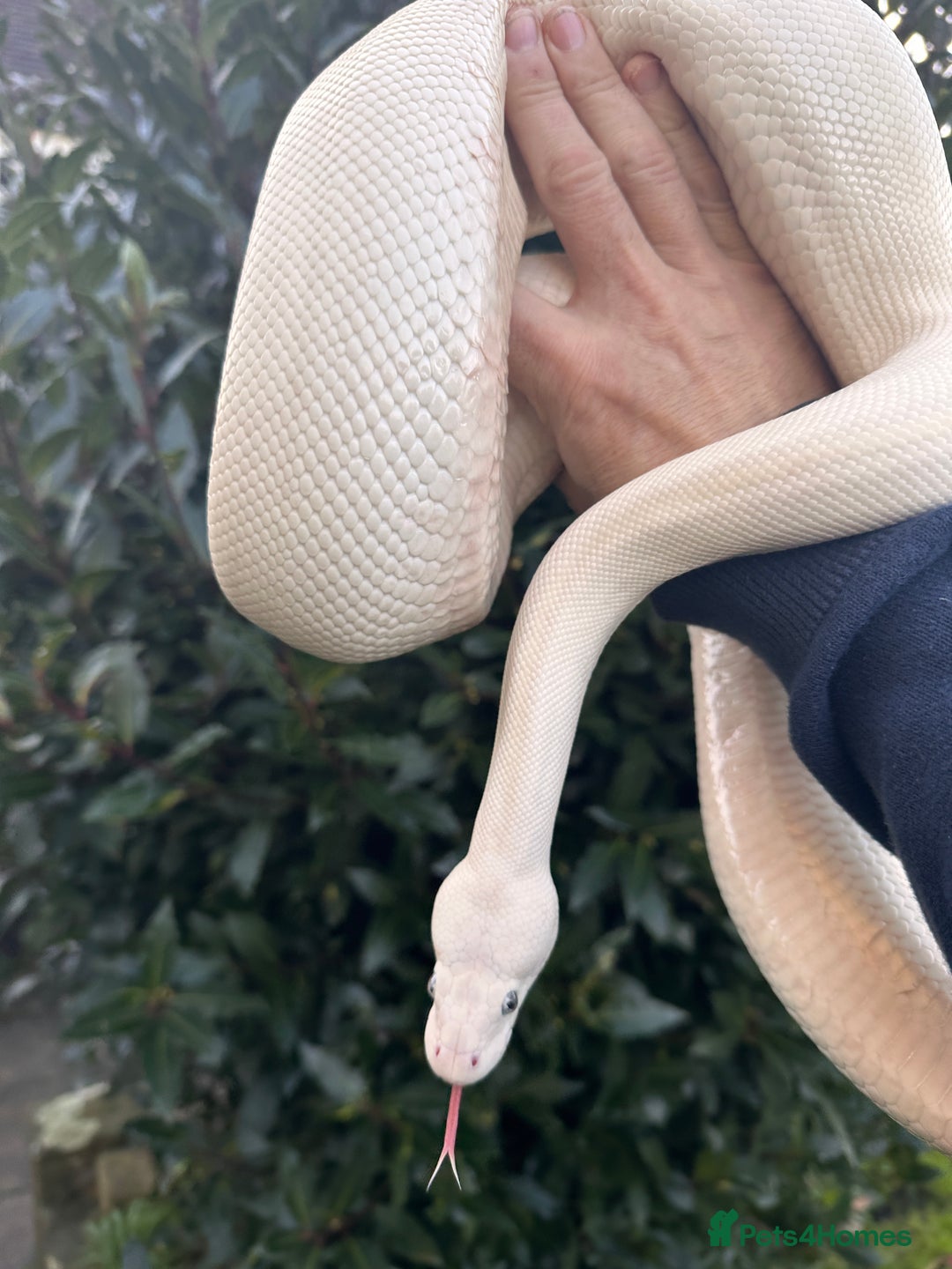 Python Snake reptiles for sale: Blue Eyed Lucy Ball Python - Advert 2