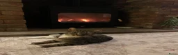 British Longhair cats for sale: Loving family cat in Preston - Advert 2