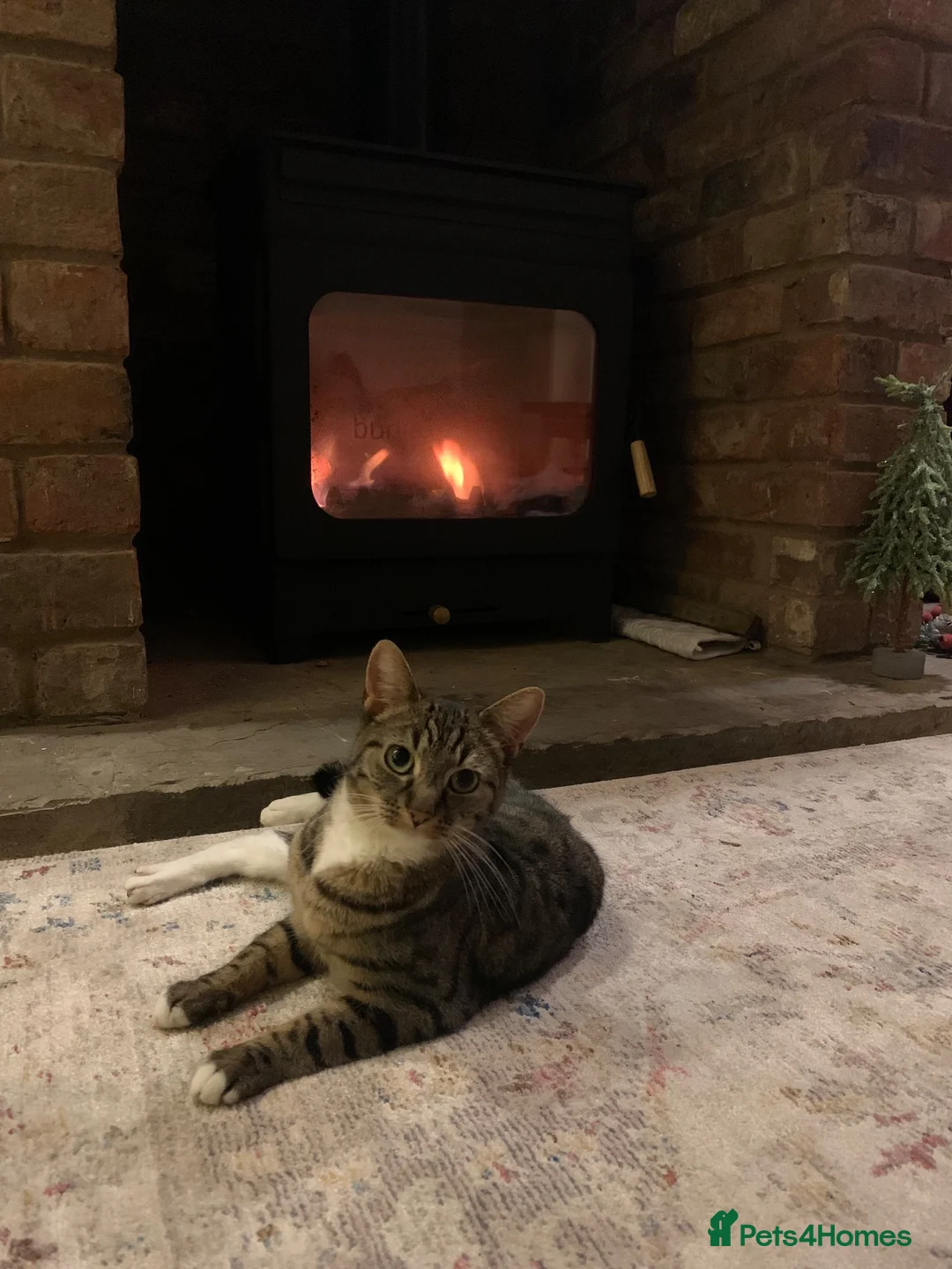 British Longhair cats for sale: Loving family cat in Preston - Advert 2