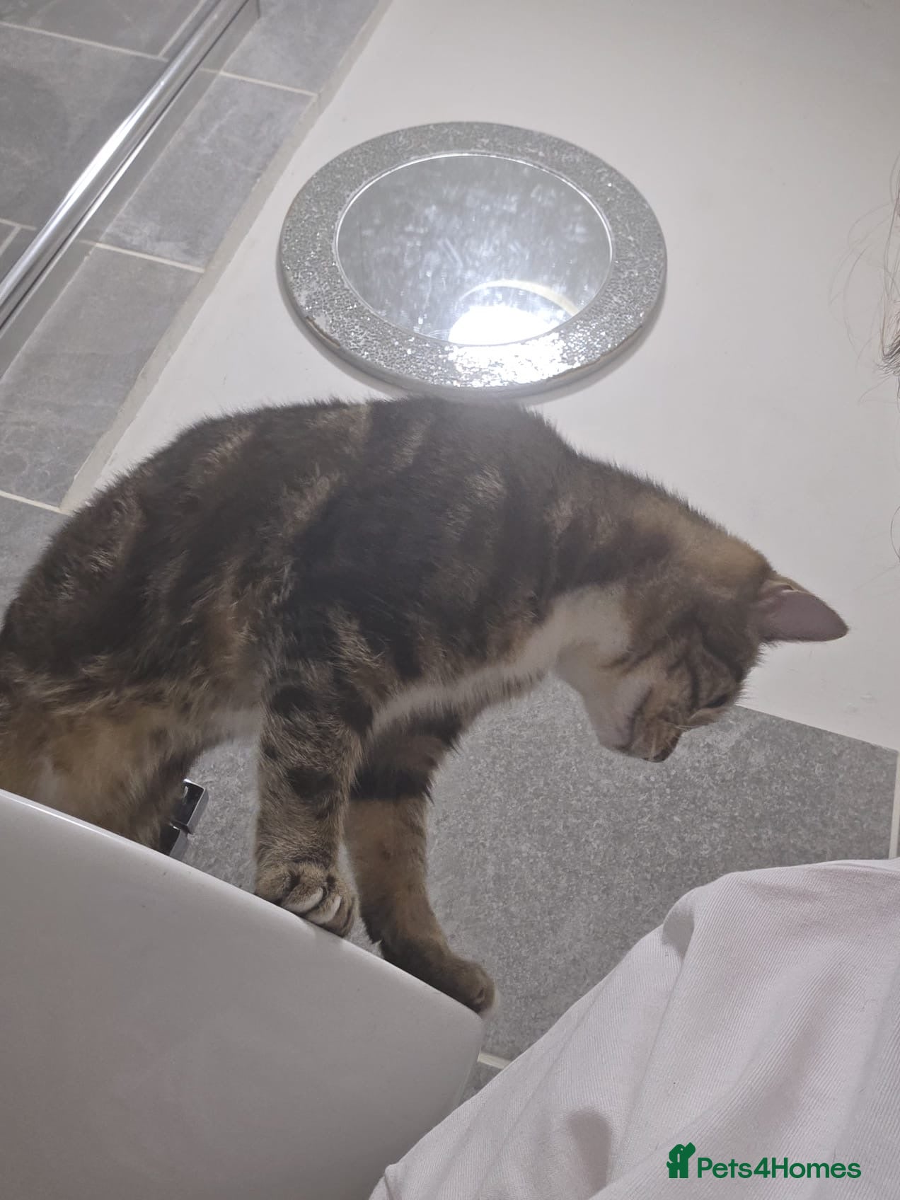 Domestic Shorthair cats for sale: Female tabby  - Advert 2