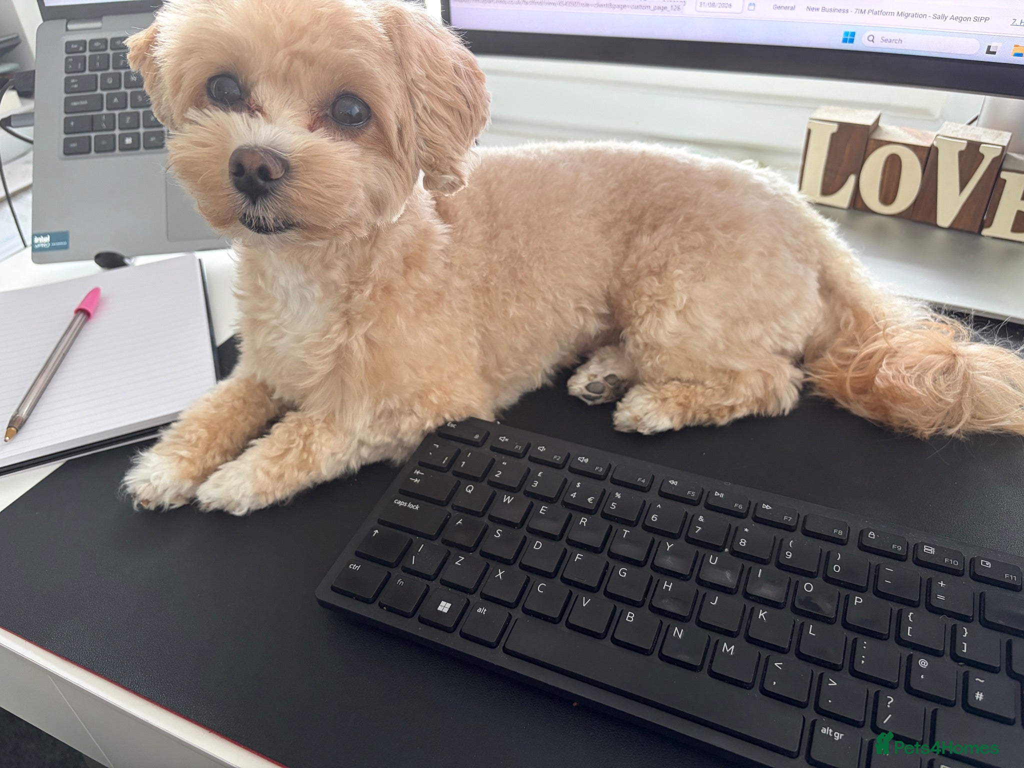 Mixed Breed dogs Male Puppy - Advert 1