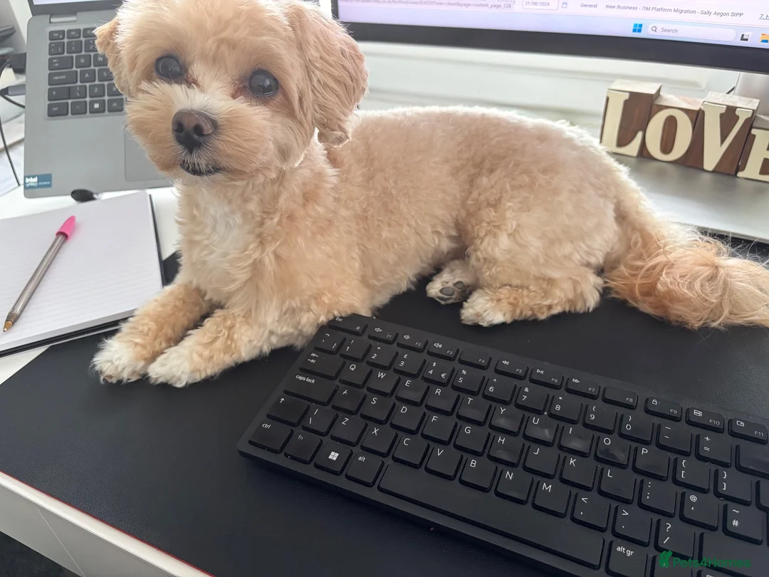 Mixed Breed dogs for sale: Male Puppy in Aberdeen - Advert 1