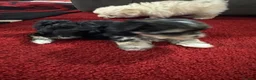 Morkie dogs for sale: 3 morkie puppies  - Advert 11