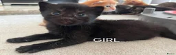 Mixed Breed cats for sale: Beautiful Kittens - Advert 4