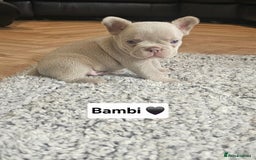 French Bulldog dogs for sale: French bulldog pups - Image 3