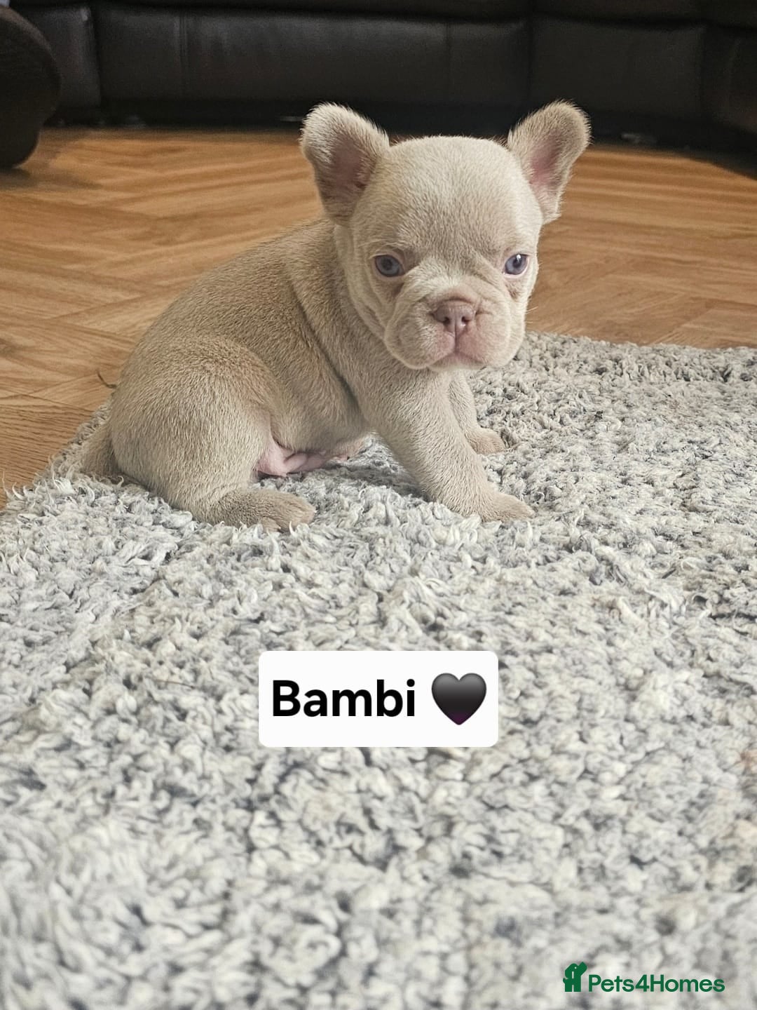 French Bulldog dogs for sale: French bulldog pups - Image 3