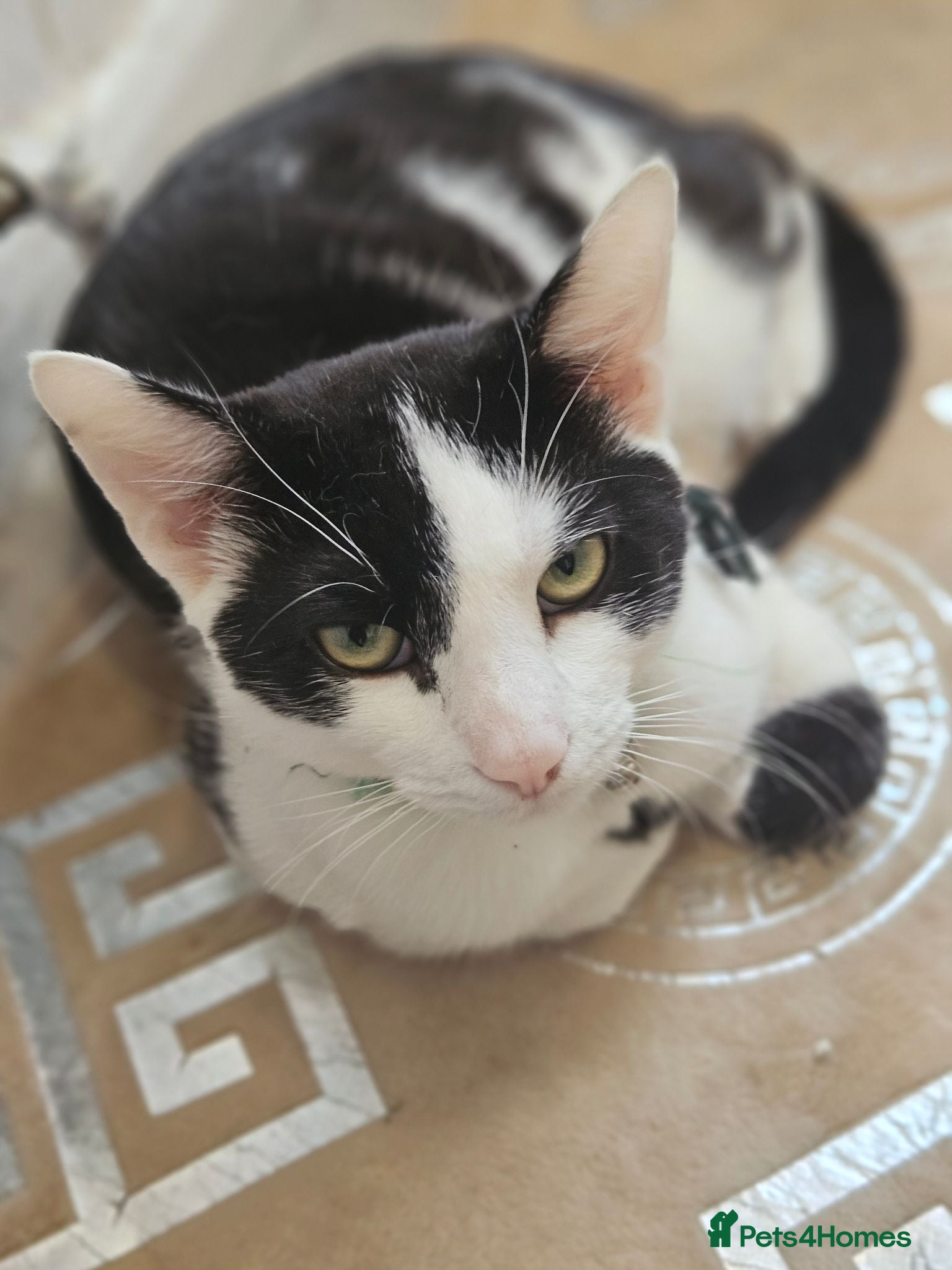 Mixed Breed cats Loving young black & white male cat - Advert 1