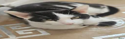 Mixed Breed cats for sale: Loving young black & white male cat - Advert 1