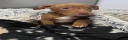Staffordshire Bull Terrier dogs for sale: 5 month old puppy  - Advert 2