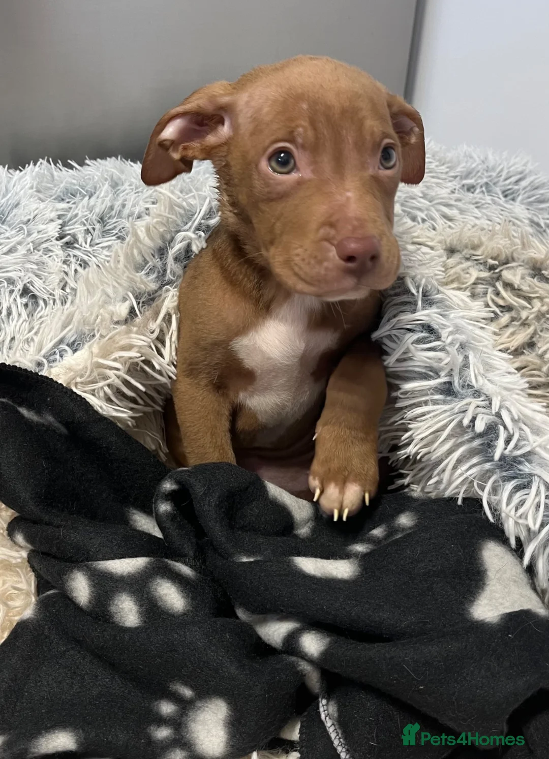 Staffordshire Bull Terrier dogs for sale: 5 month old puppy  - Advert 2