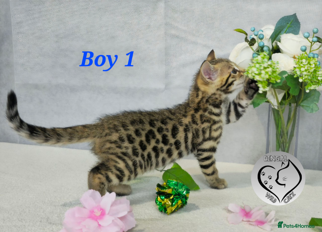 Bengal cats for sale: 3 brown bengal boys - Image 8