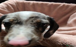 Dachshund dogs for sale: KC Registered Shorthaired dachshunds  - Image 13