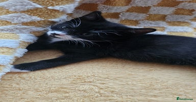 Domestic Shorthair cats - Advert 7
