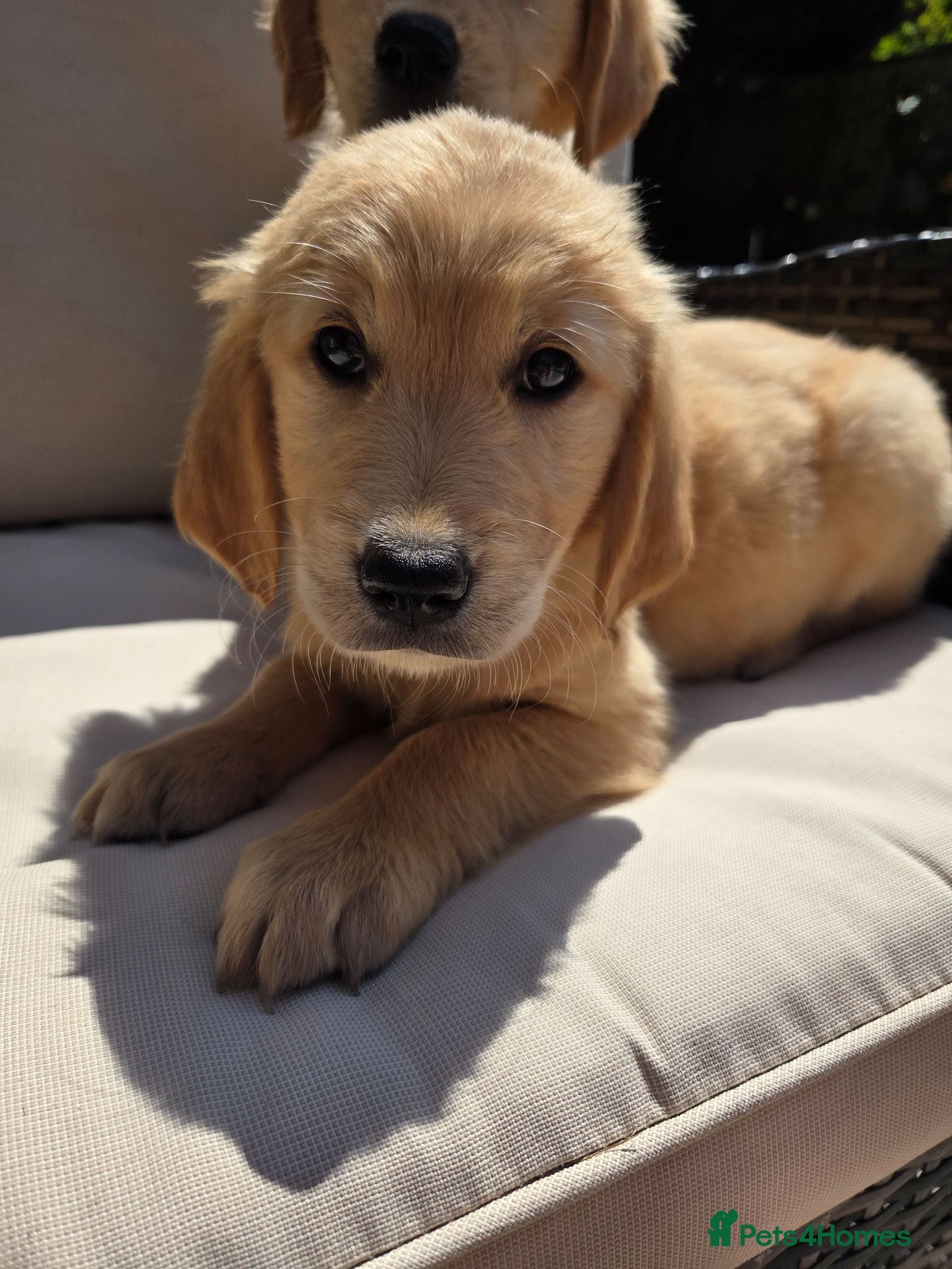 Golden Retriever dogs KC Puppies, Fully Health-Tested Ready to go 🐾 - Advert 2