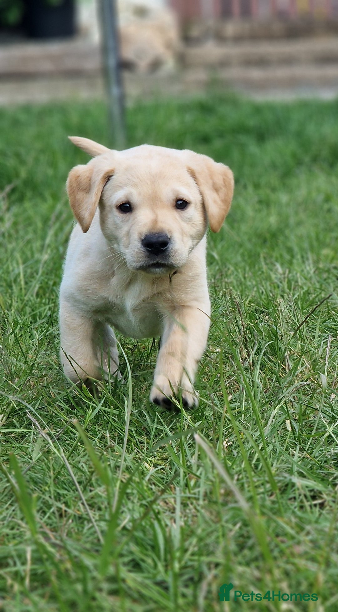 Labrador Retriever Original Breed Lebra Small Dog Labrador Puppy