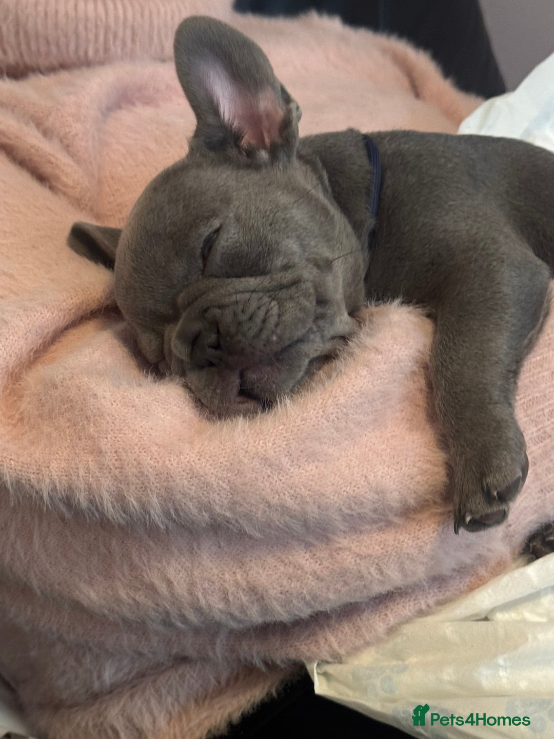French Bulldog dogs for sale: French Blue Bulldog  - Image 2