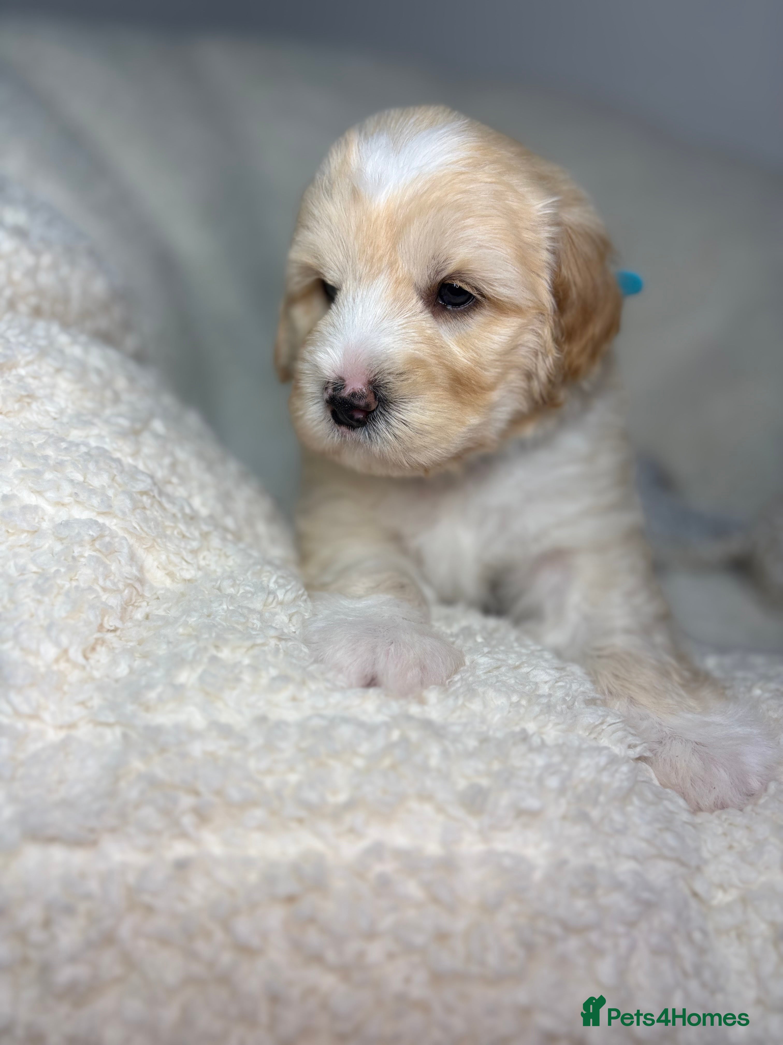 Goldendoodle dogs  Health Tested Multigen Goldendoodle Puppies  - Advert 2