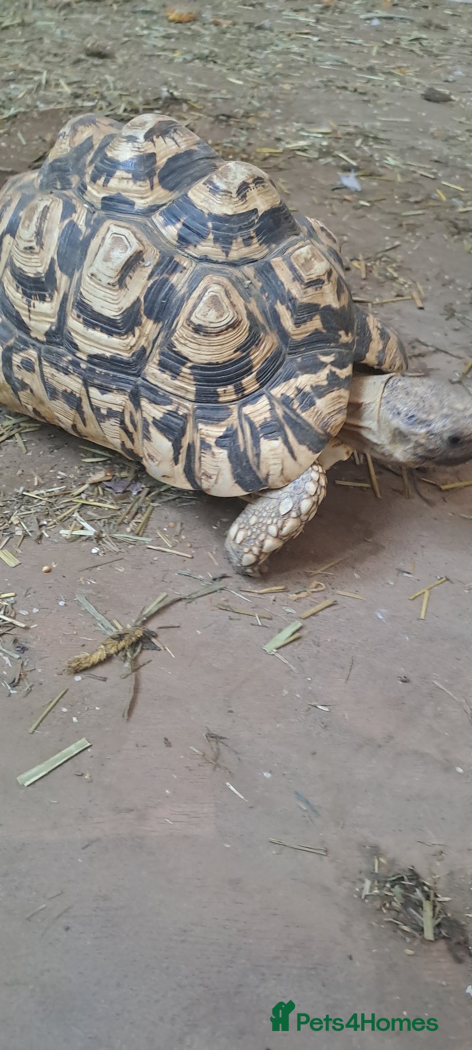 Tortoise reptiles Leopards Tortoise - Advert 13