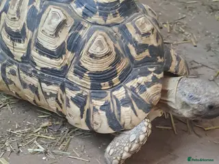 Tortoise reptiles Leopards Tortoise - Advert 13