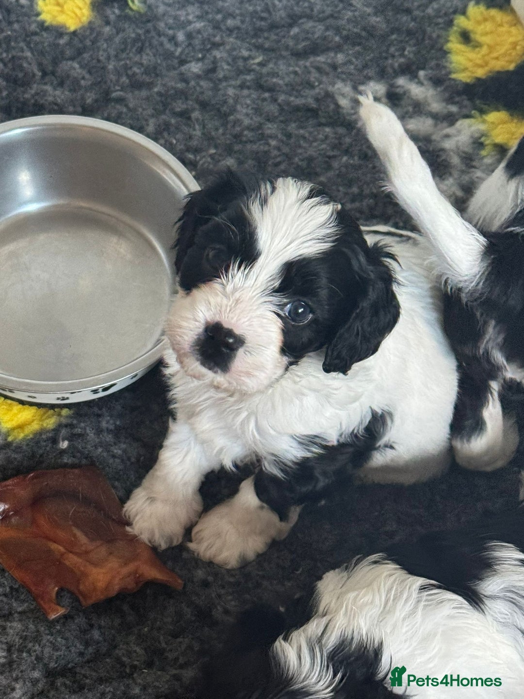 Cavapoo dogs for sale: Beautiful Parti ( black and white ) cavapoos  - Advert 4