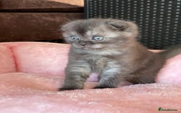 British Shorthair cats for sale: Purebred Scottish Fold and Straight kittens. in Reading - Image 8