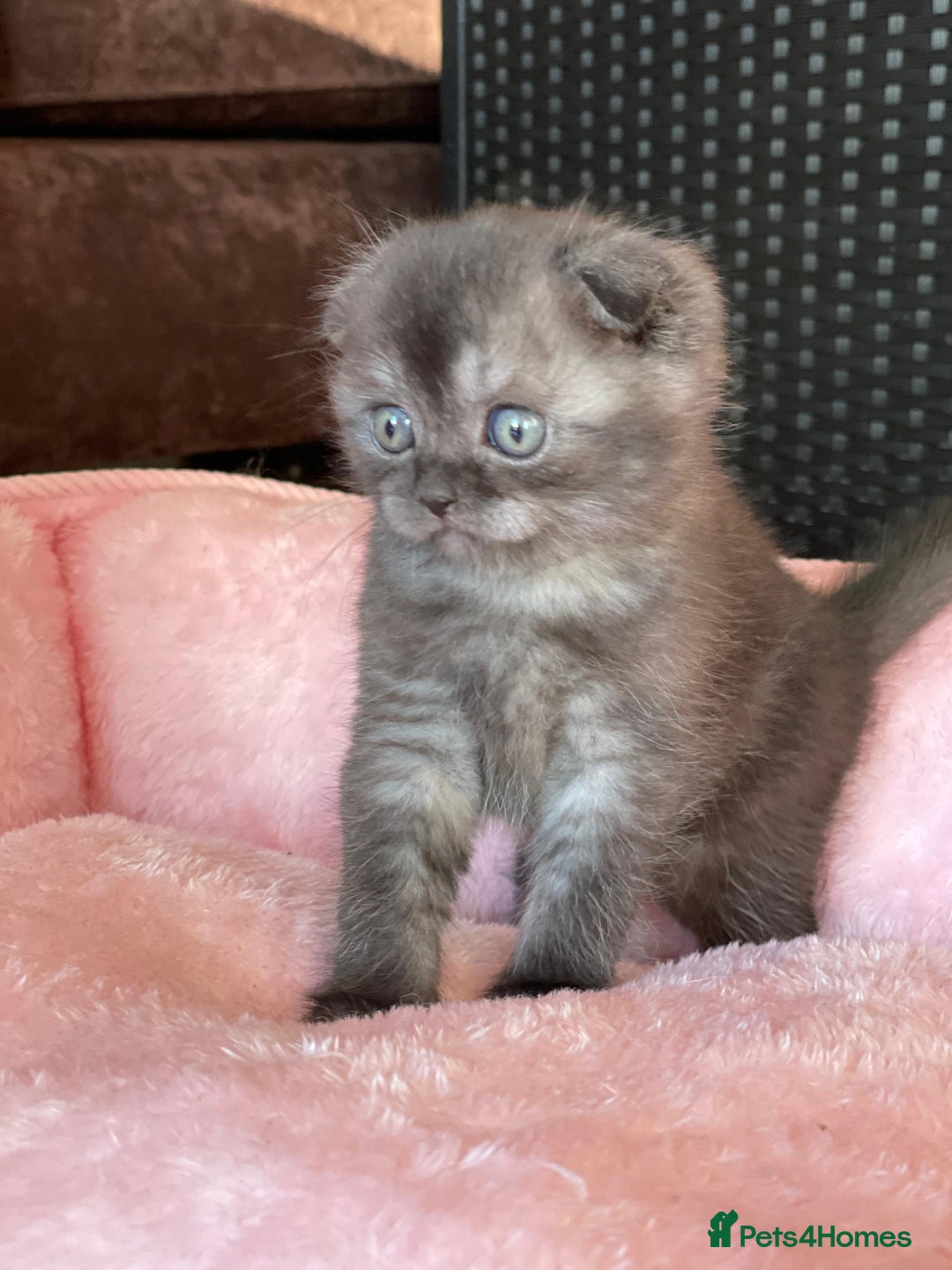 British Shorthair cats for sale: Purebred Scottish Fold and Straight kittens. in Reading - Image 8