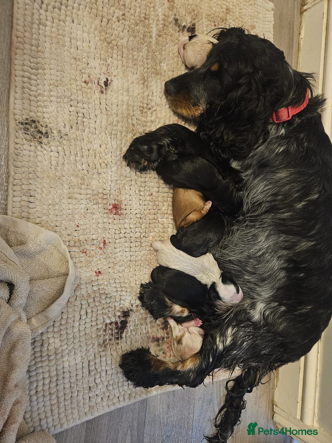 Cocker Spaniel dogs for sale: Last Cocker Boy ready to leave now - Image 6