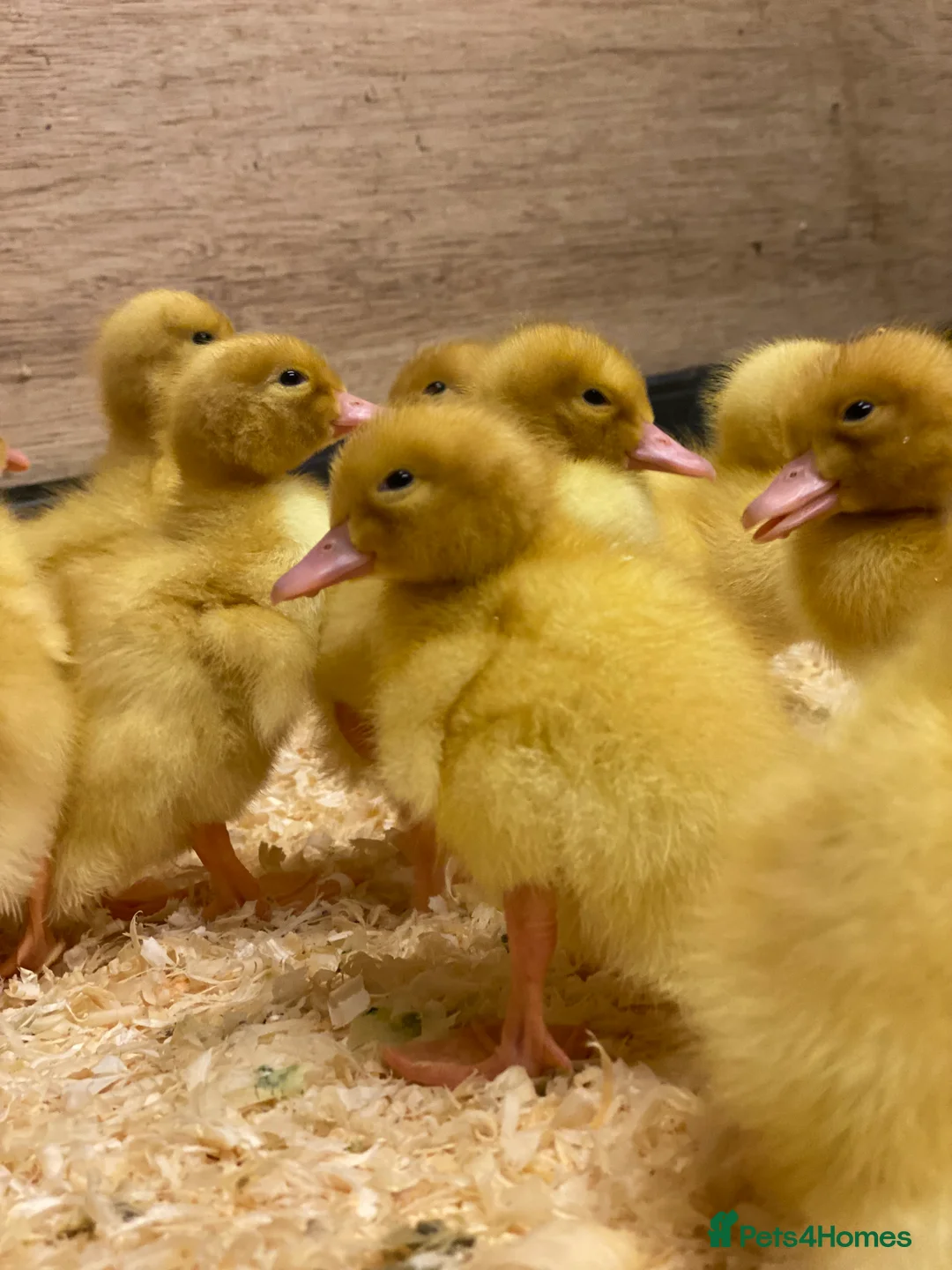 Ducks poultry for sale: Ducklings - White Female Layer Ducks - Advert 7