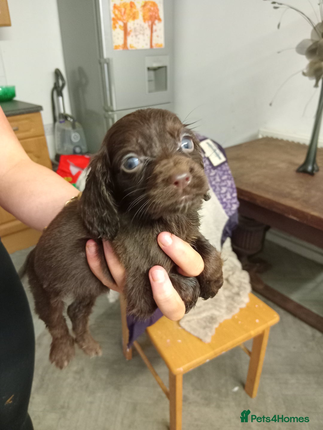 Cocker Spaniel dogs for sale: Cocker spaniel puppies  - Advert 10