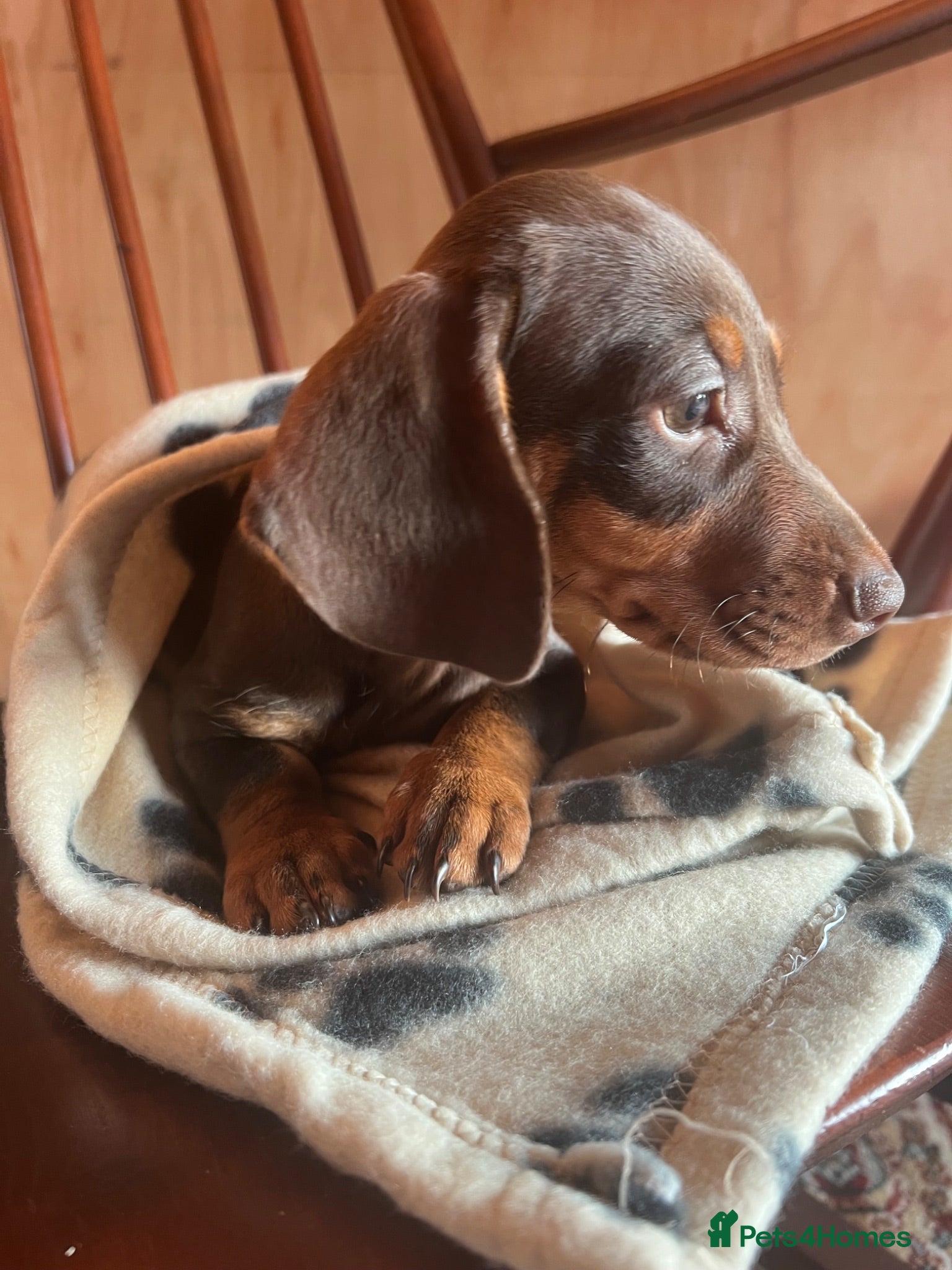 Dachshund dogs CHOCOLATE AND CREAM PUPPY  - Advert 11
