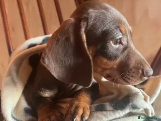 Dachshund dogs CHOCOLATE AND CREAM PUPPY - Advert 11