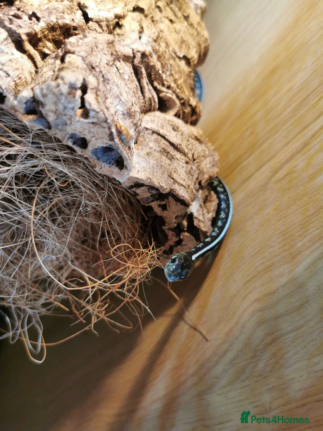 Garter Snake reptiles for sale: 3 Garter Snakes - Advert 4