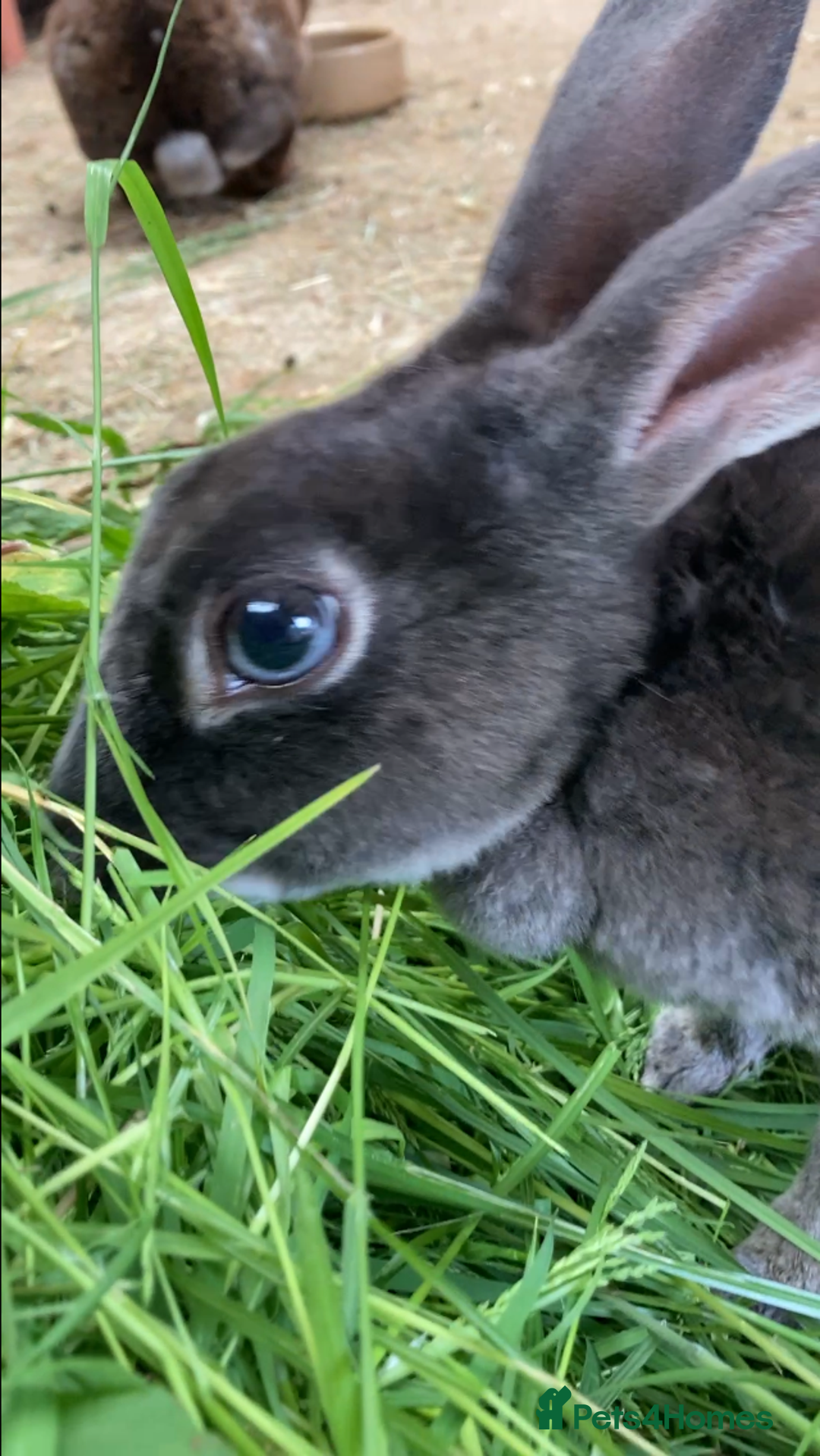 Rex rabbits for sale: Mini REX bunnies x 4  - Image 3