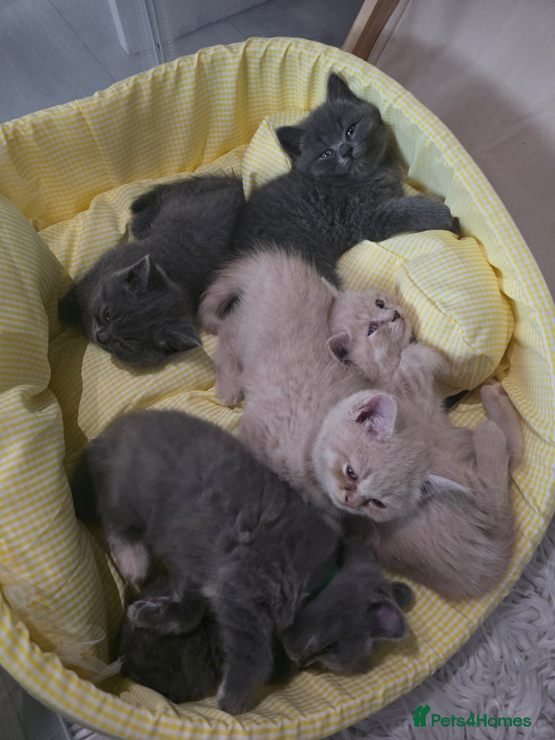 British Shorthair cats for sale: A charming kitten will be available in December. - Image 4