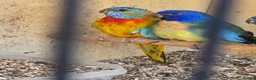Parakeets birds for sale: 2 Male Splendids For Sale in Northampton - Advert 1