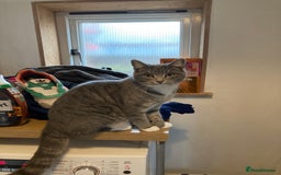 British Shorthair cats for sale: Misty & Bella - Image 4