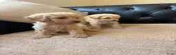 Cockapoo dogs for sale: F1b cockerpoos ready tomorrow  - Advert 9