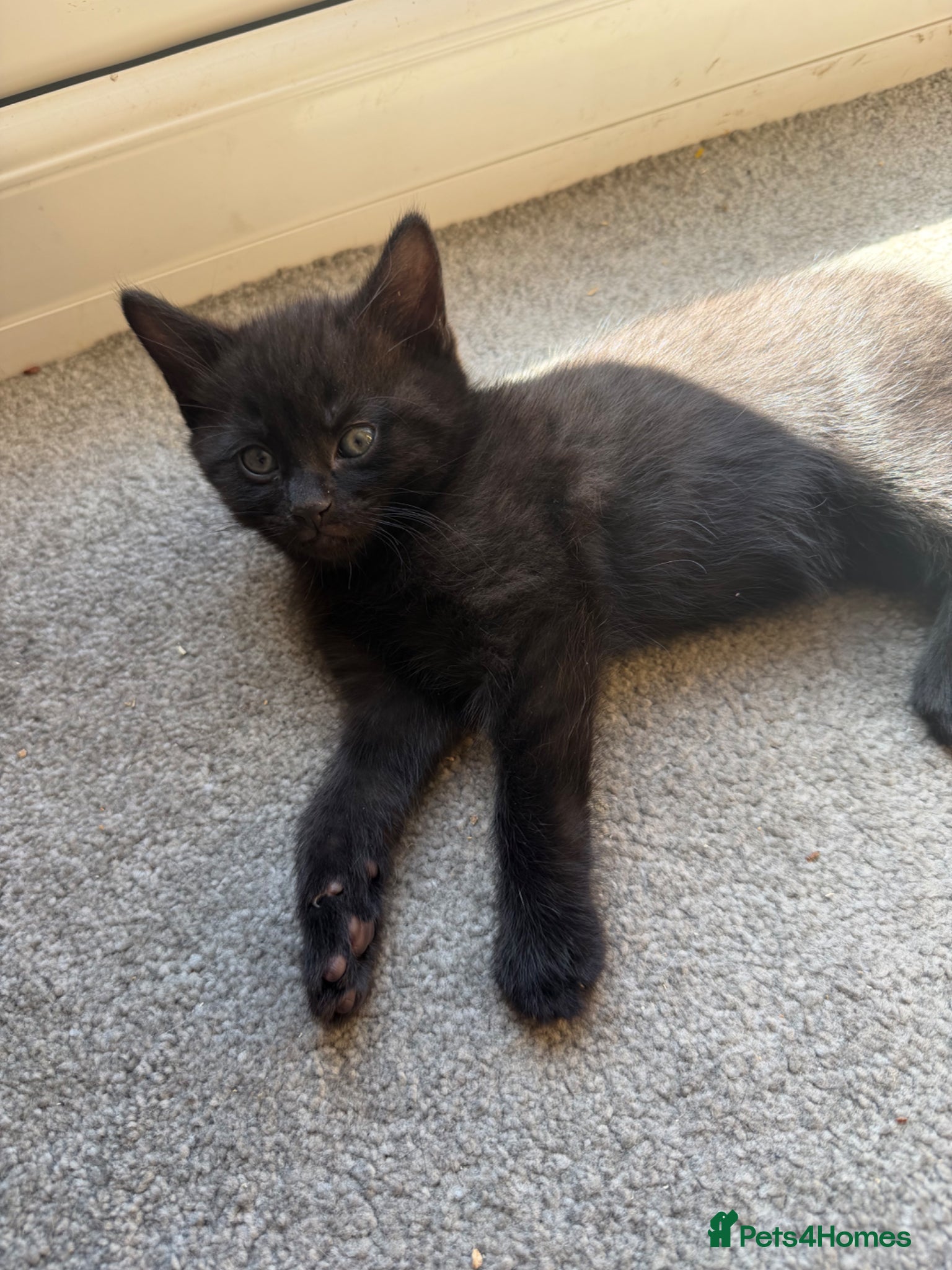 Mixed Breed cats Tabby kittens looking for there forever home - Advert 2