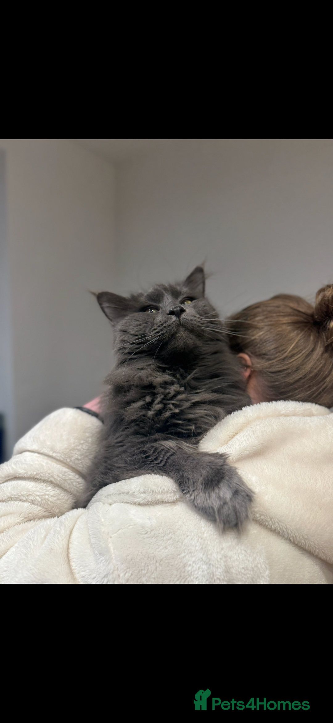 Maine Coon cats for sale: Maine Coon TICA registered✨ - Advert 9