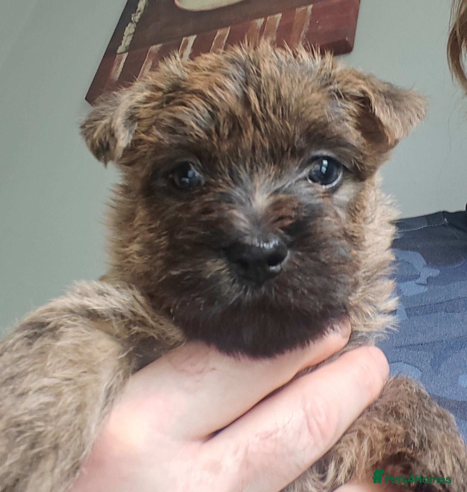 Cairn Terrier dogs  3 beautiful Cairn terrier dog puppies - Advert 2