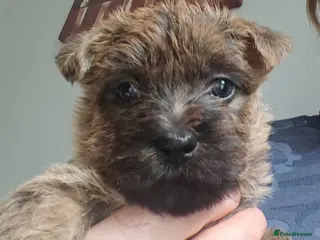 Cairn Terrier dogs 3 beautiful Cairn terrier dog puppies - Advert 2