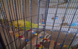 Budgerigars birds for sale: Pet birds and cage - Image 5