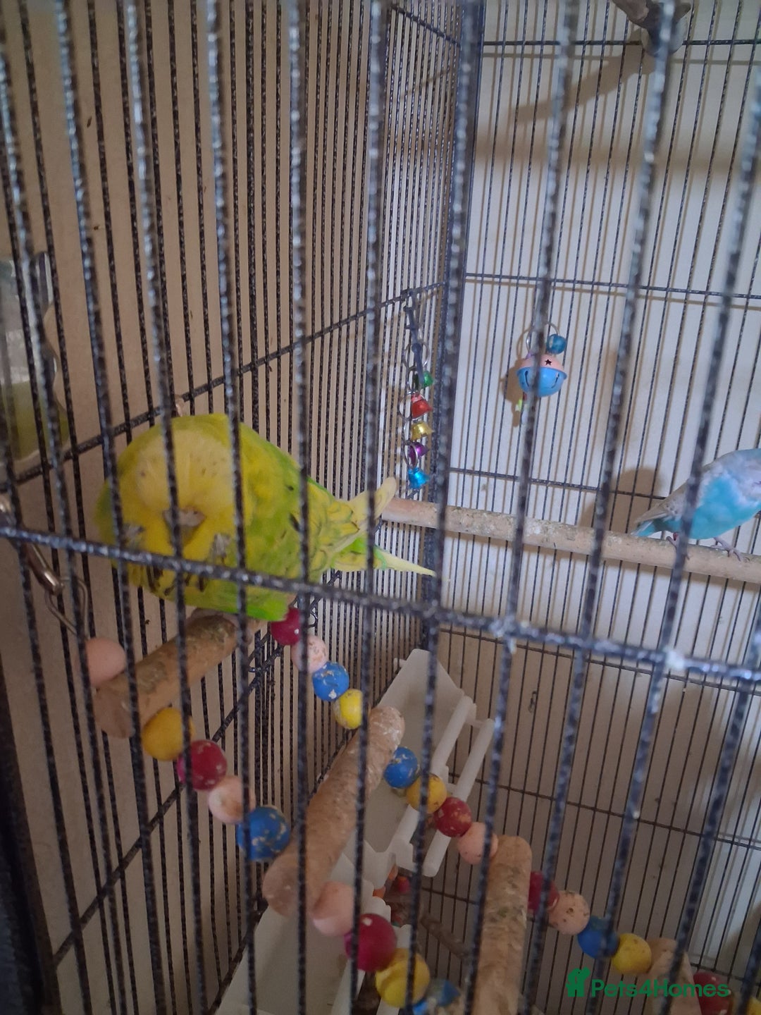 Budgerigars birds for sale: Pet birds and cage - Image 5