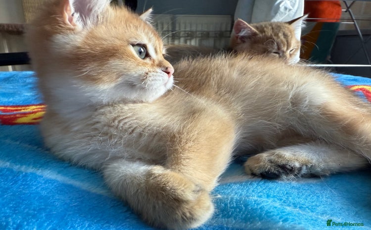 British Shorthair cats - Advert 11
