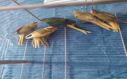 Parrots birds for sale: For sale  - Image 7