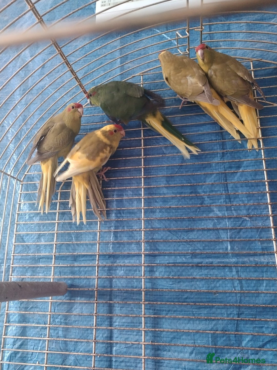 Parrots birds for sale: For sale  - Image 7
