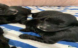 Cockapoo dogs for sale: F1 & F1b puppies. Health tested.  - Image 7