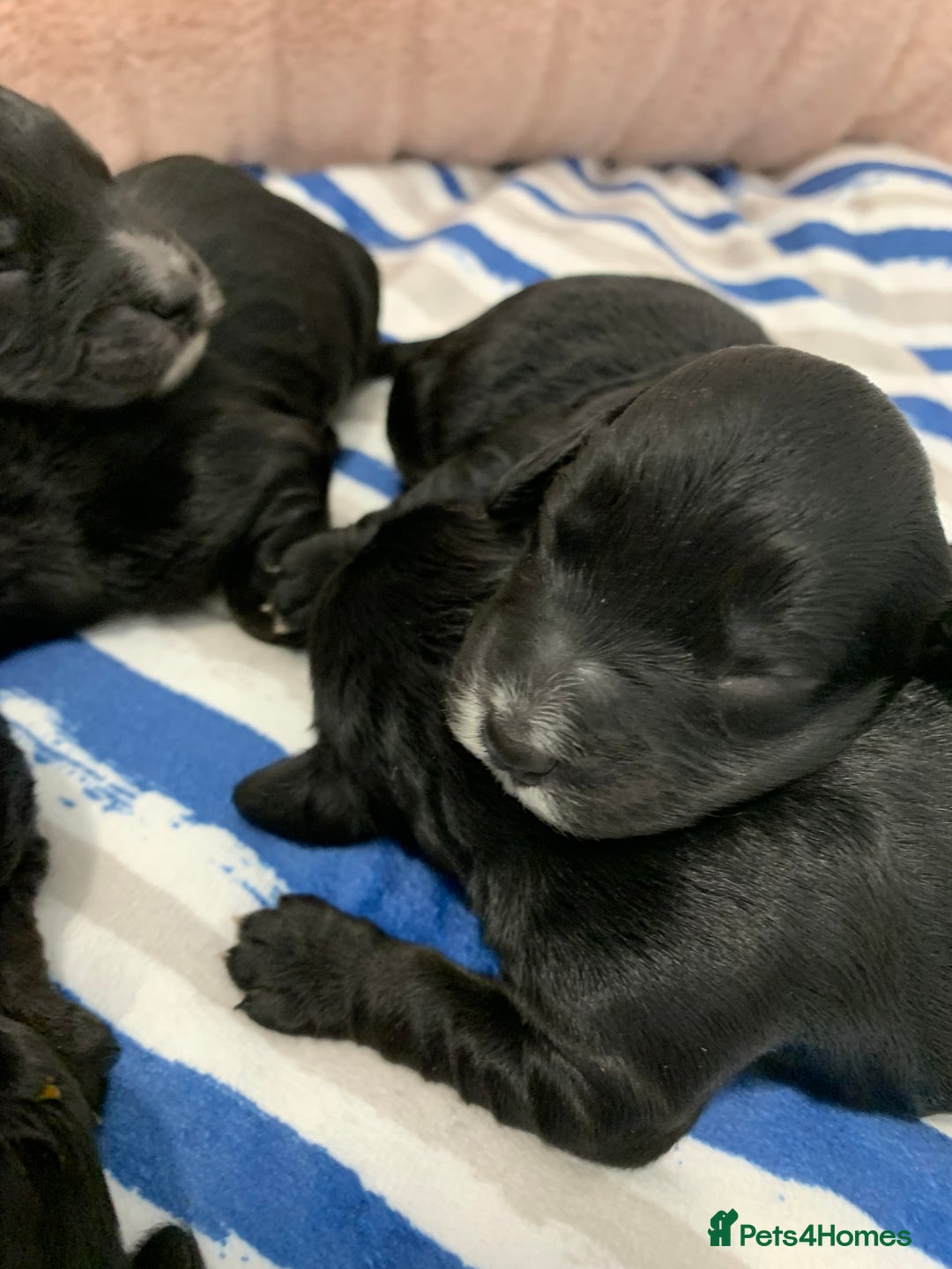Cockapoo dogs for sale: F1 & F1b puppies. Health tested.  - Image 7